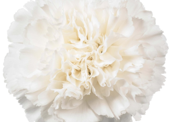 witte anjer.png