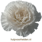 Drukbestand Witte Anjer.png
