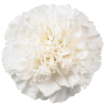witte anjer.png