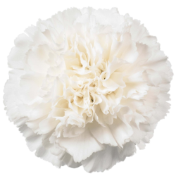 witte anjer